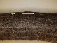 Arthopyrenia persoonii image
