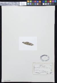 Arthopyrenia planorbis image