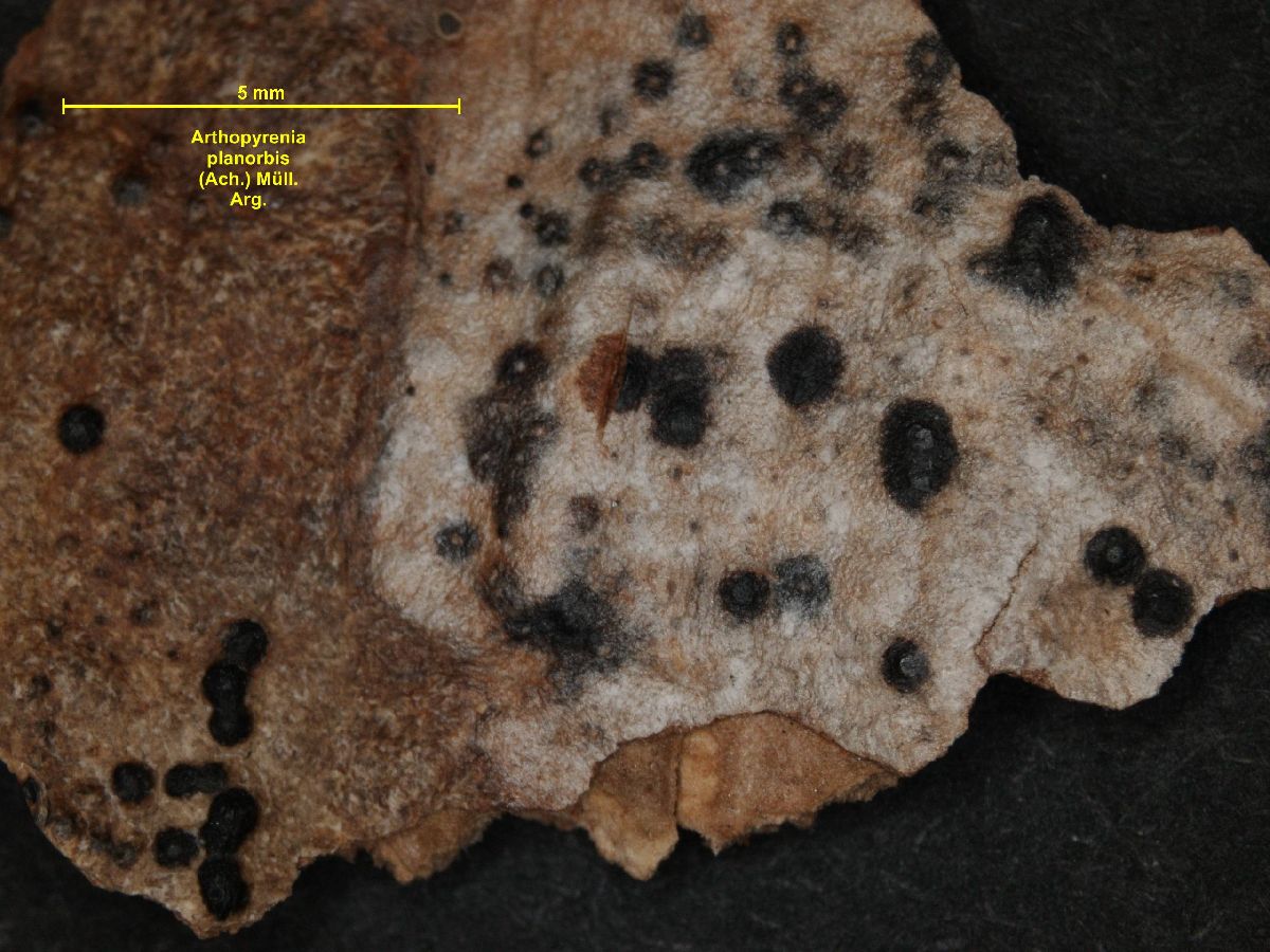 Arthopyrenia planorbis image
