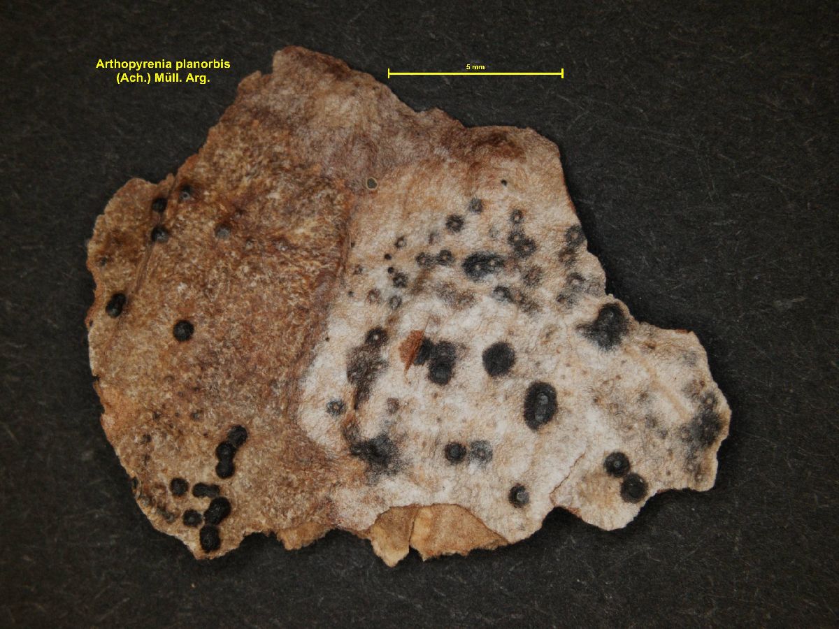 Arthopyrenia planorbis image