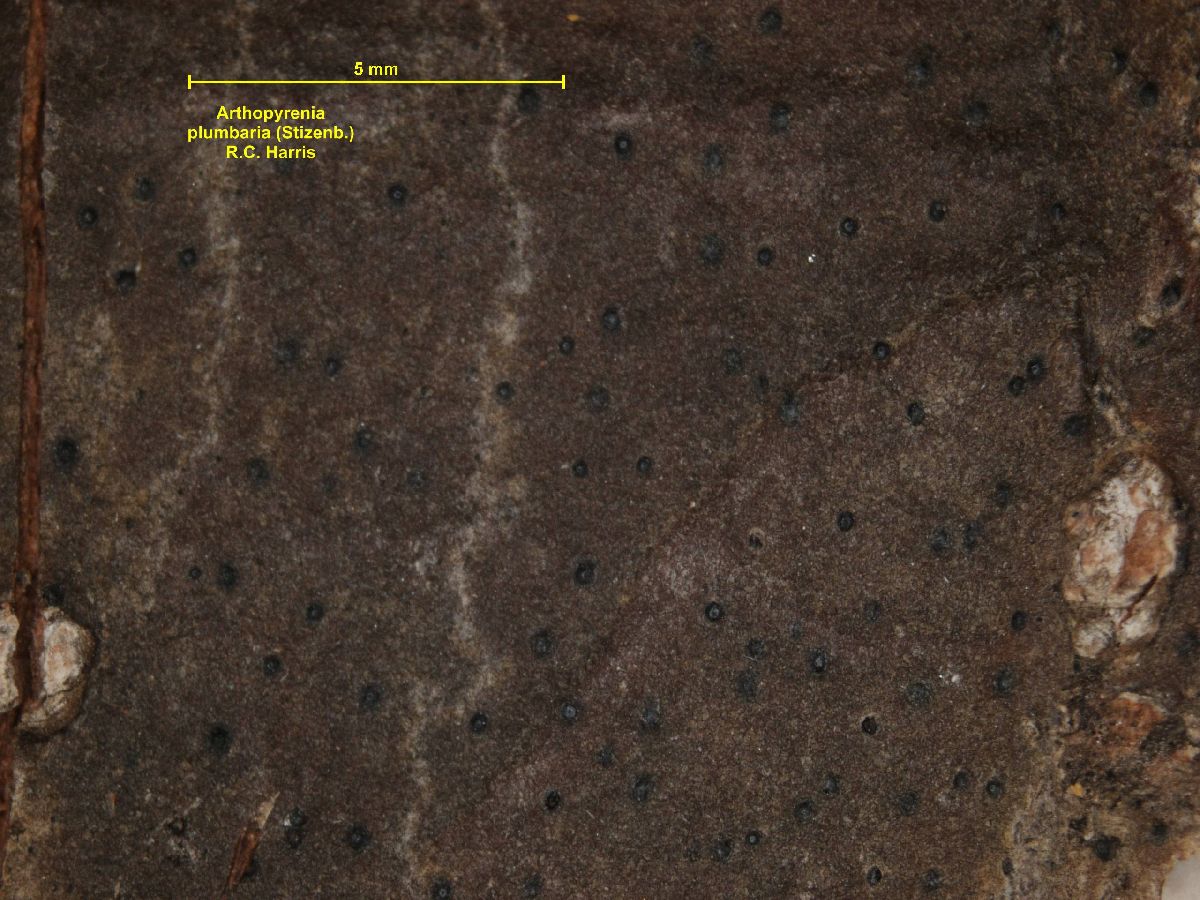 Arthopyrenia plumbaria image