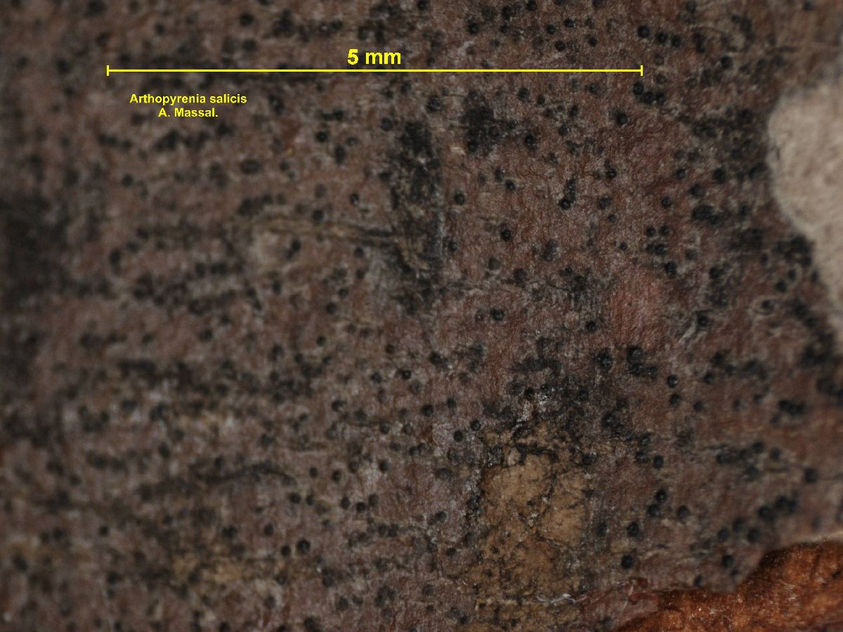 Arthopyrenia salicis image