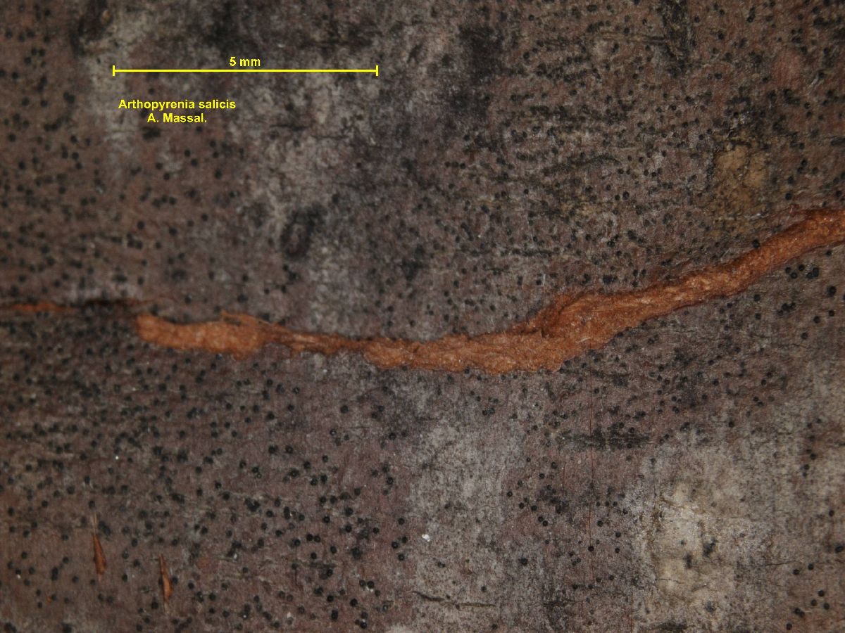 Arthopyrenia salicis image