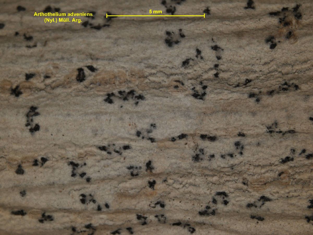Arthothelium adveniens image