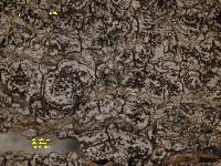 Image of Arthothelium albovirescens