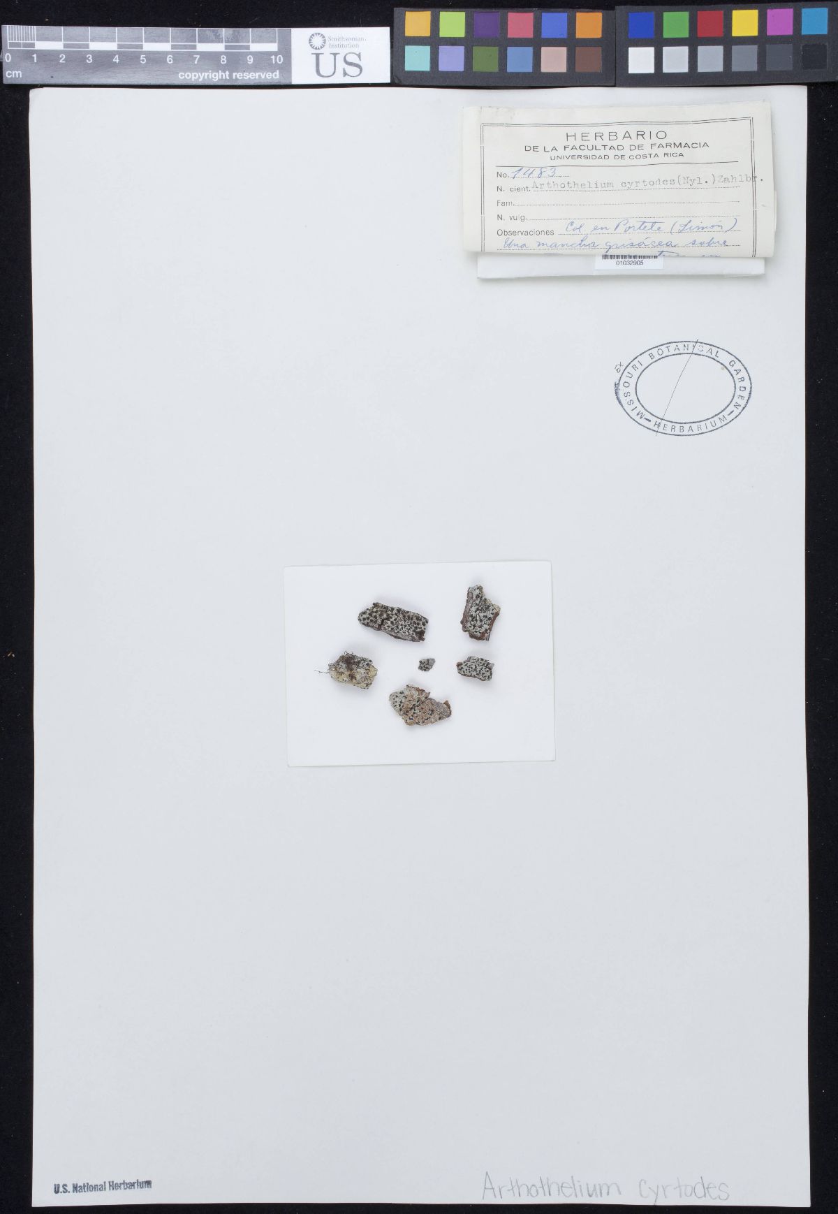 Arthothelium cyrtodes image