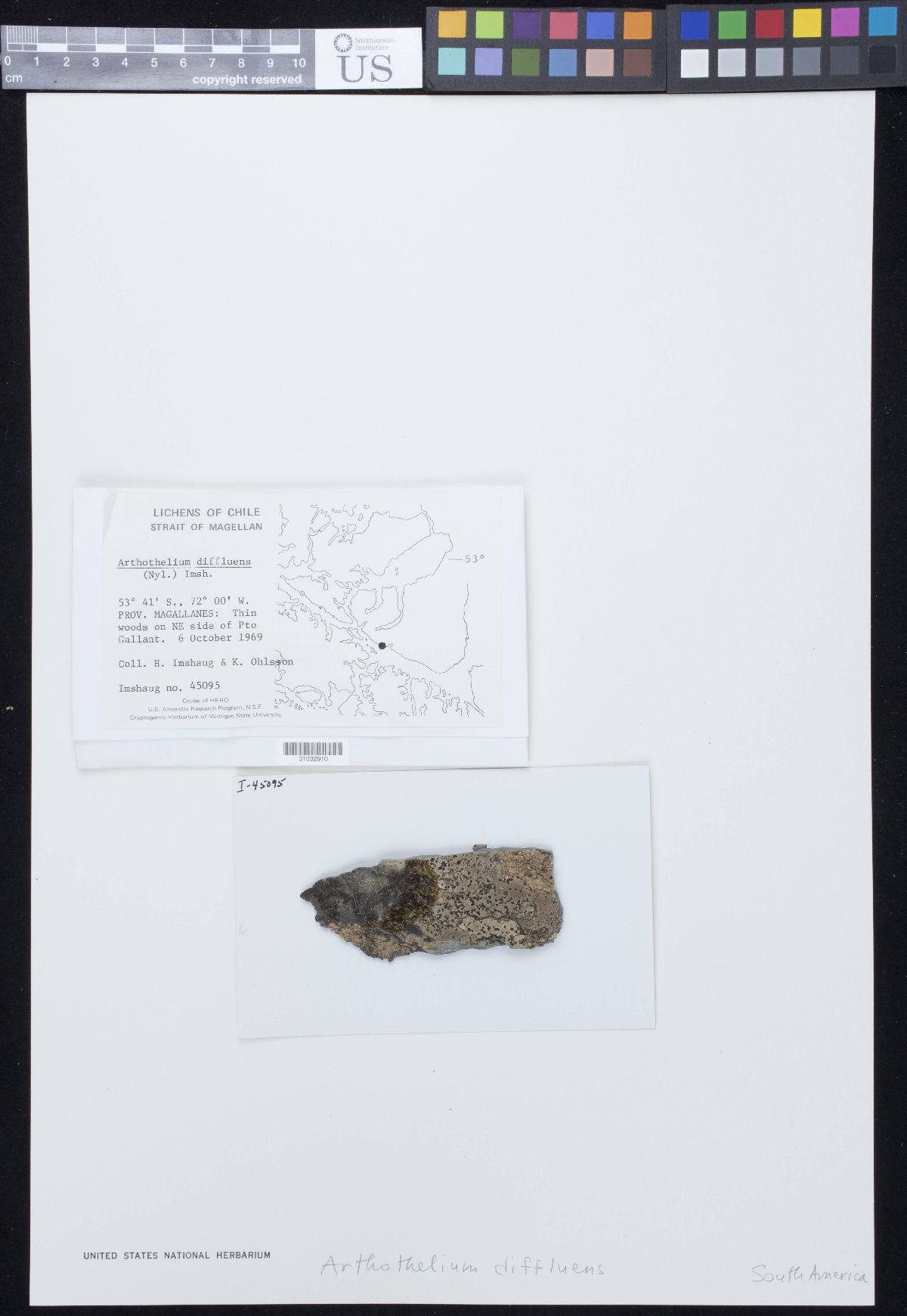 Arthothelium diffluens image