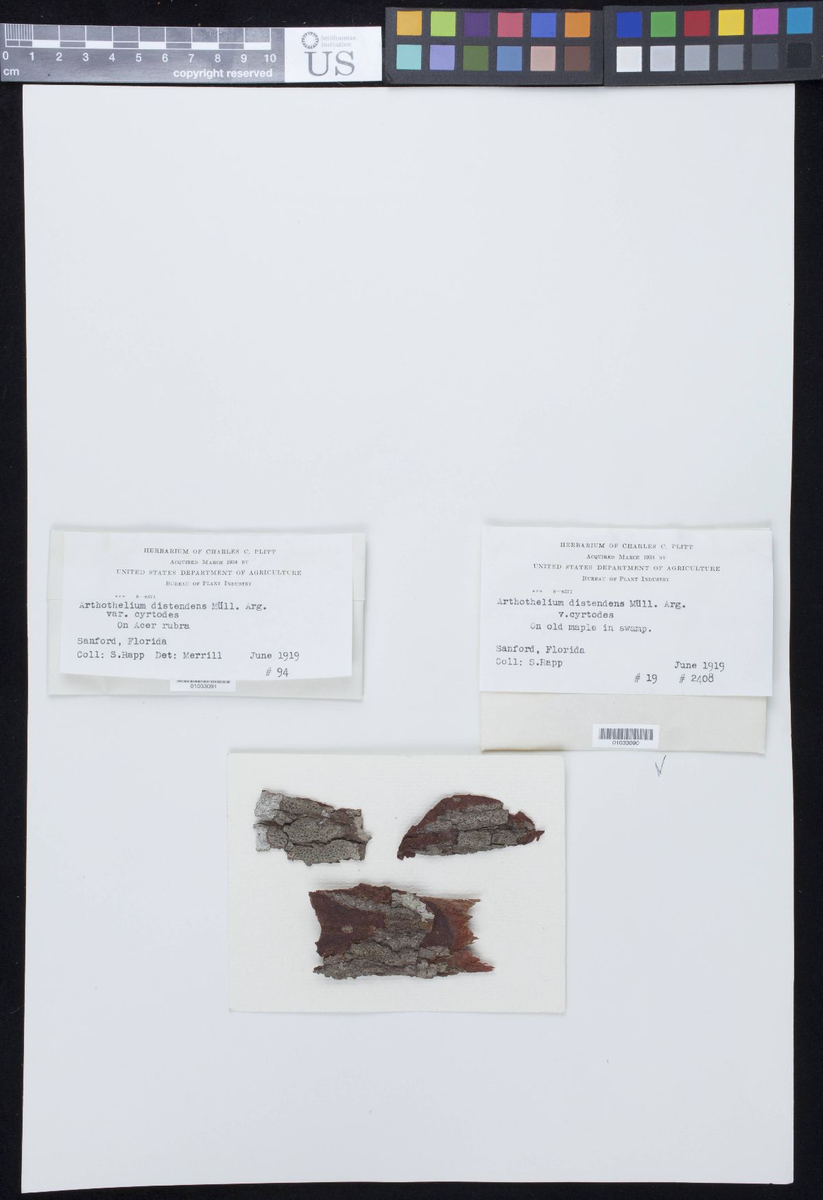 Arthothelium distendens image