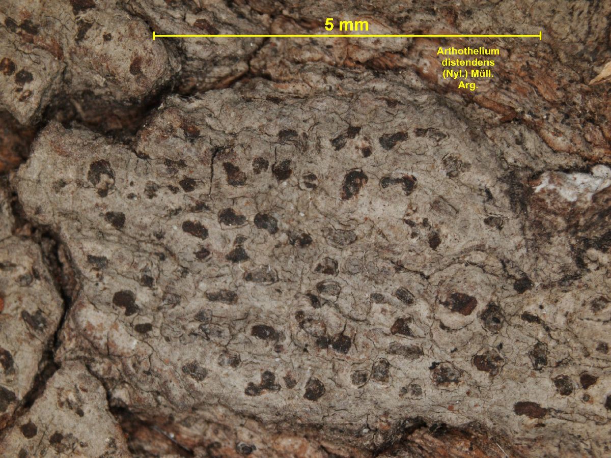 Arthothelium distendens image