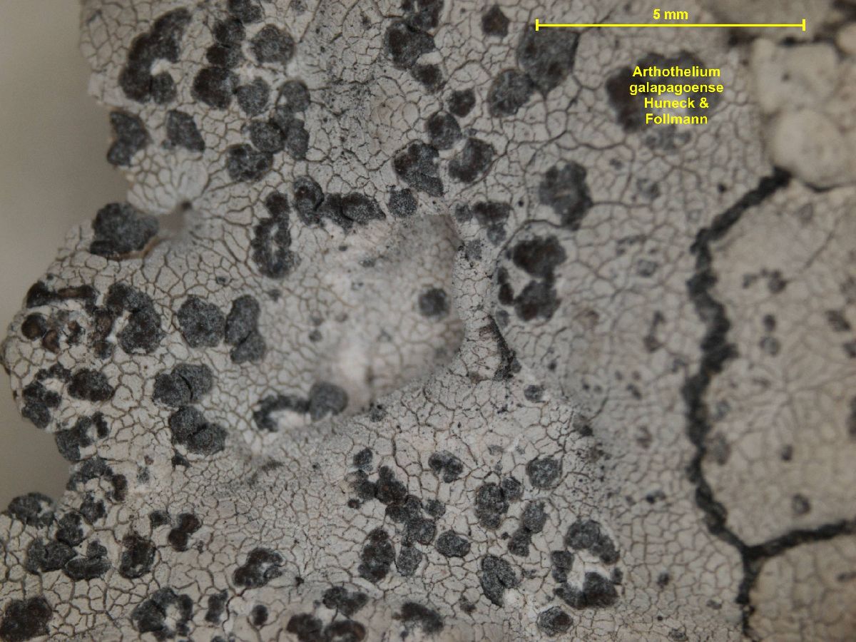 Arthothelium galapagoense image