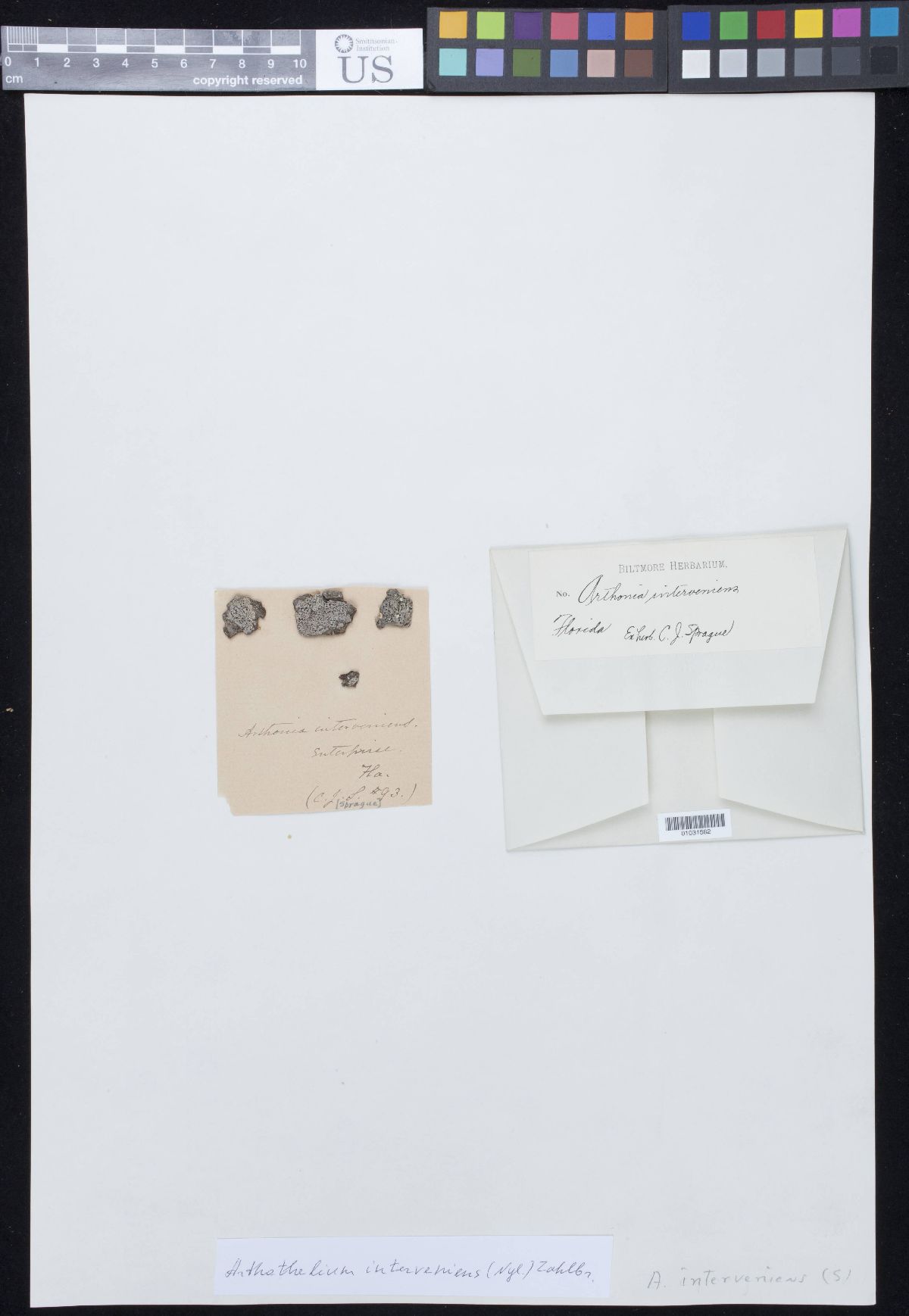 Arthothelium interveniens image
