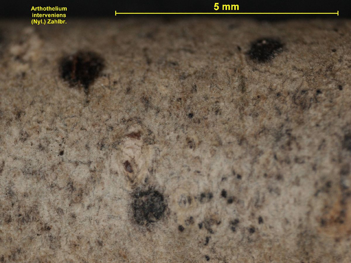 Arthothelium interveniens image