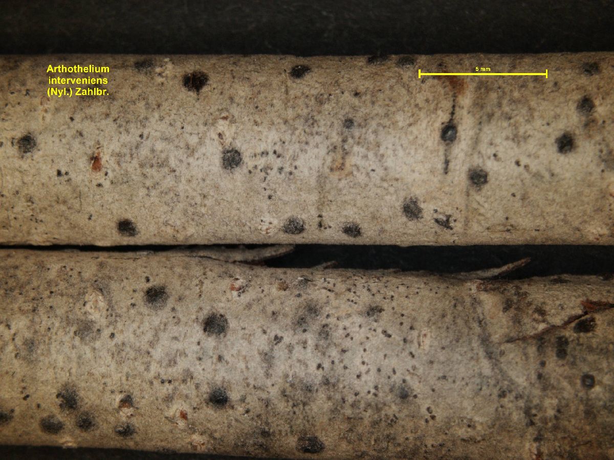 Arthothelium interveniens image