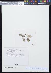 Arthothelium macounii image