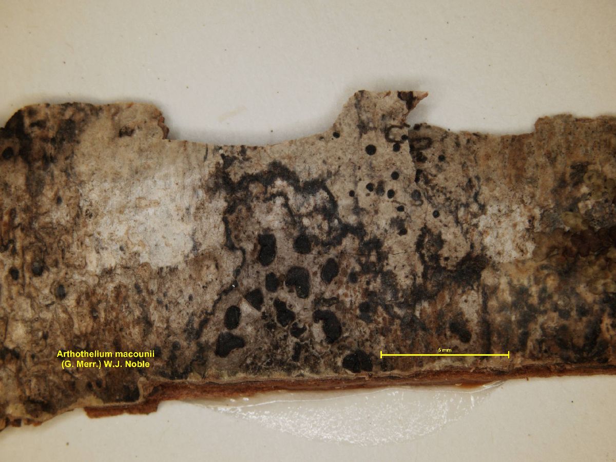 Arthothelium macounii image