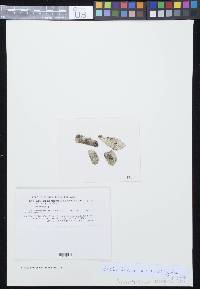 Arthothelium macounii image