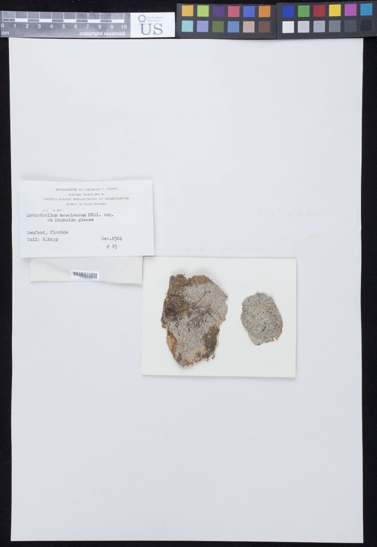 Arthothelium mesoleucum image