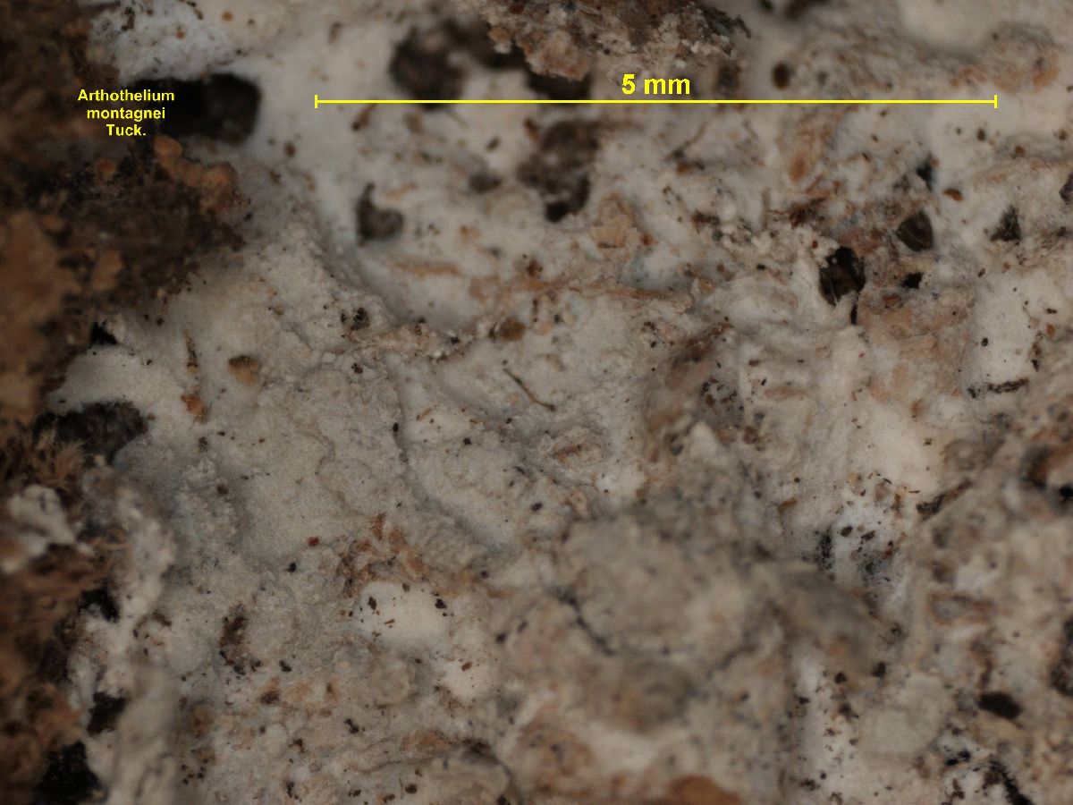 Arthothelium montagnei image