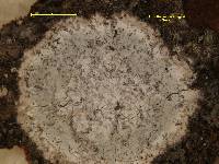 Arthothelium montagnei image