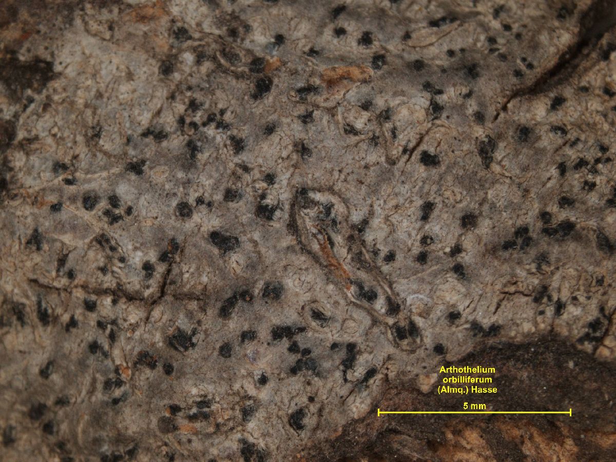 Arthothelium orbilliferum image