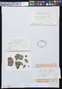 Arthothelium scandinavicum image