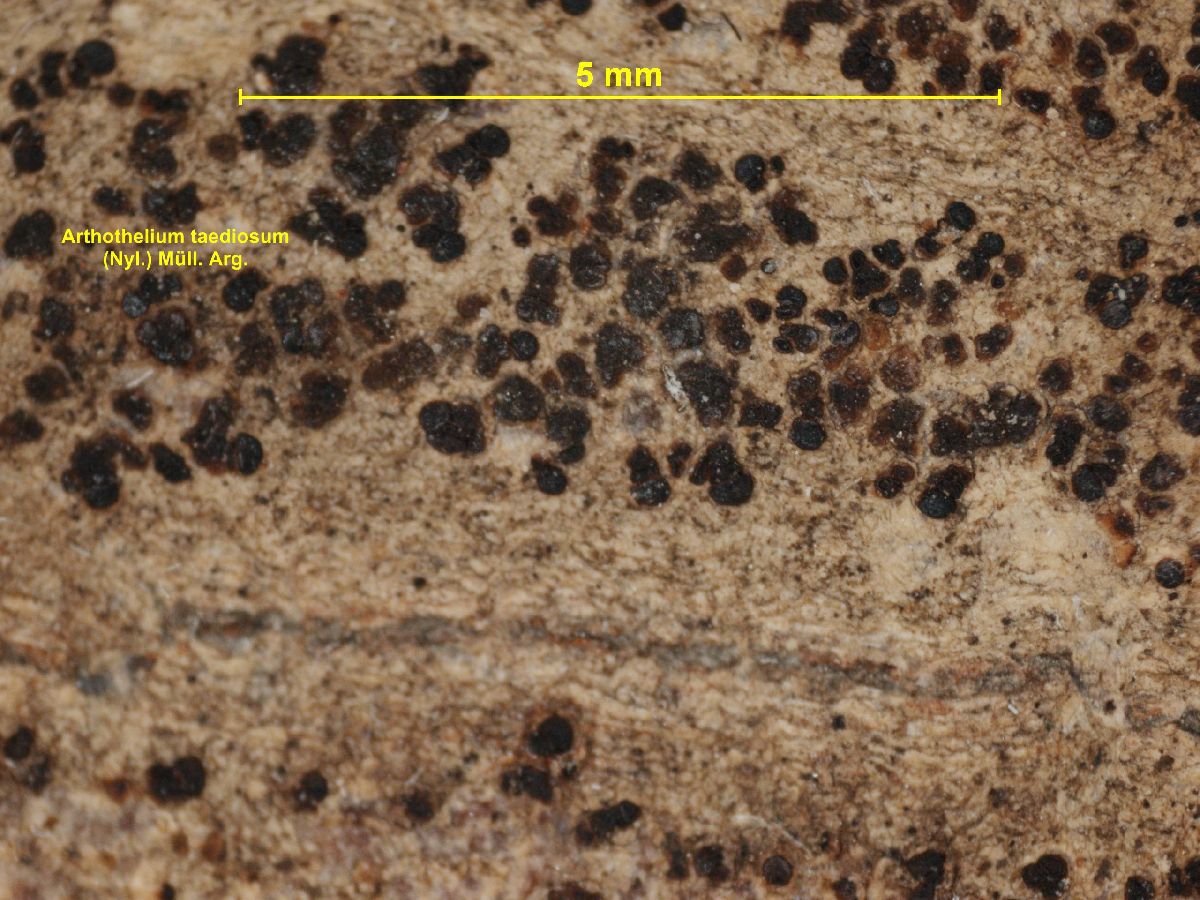 Arthothelium taediosum image