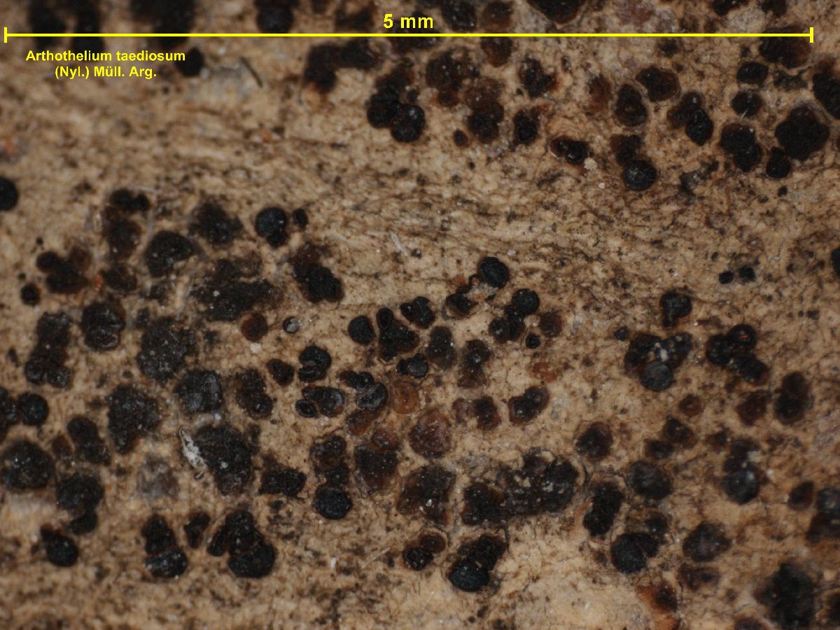 Arthothelium taediosum image