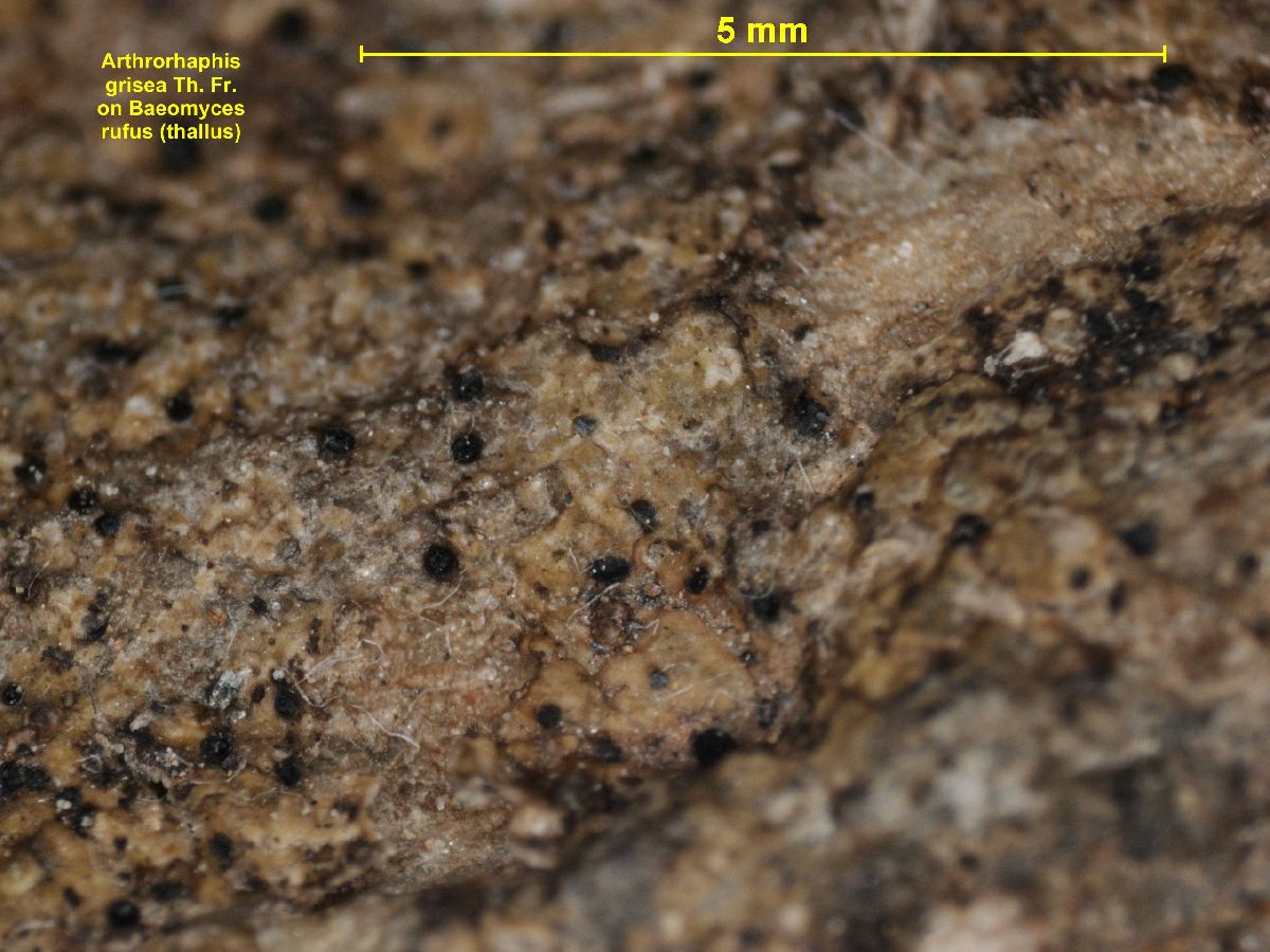 Arthrorhaphis grisea image