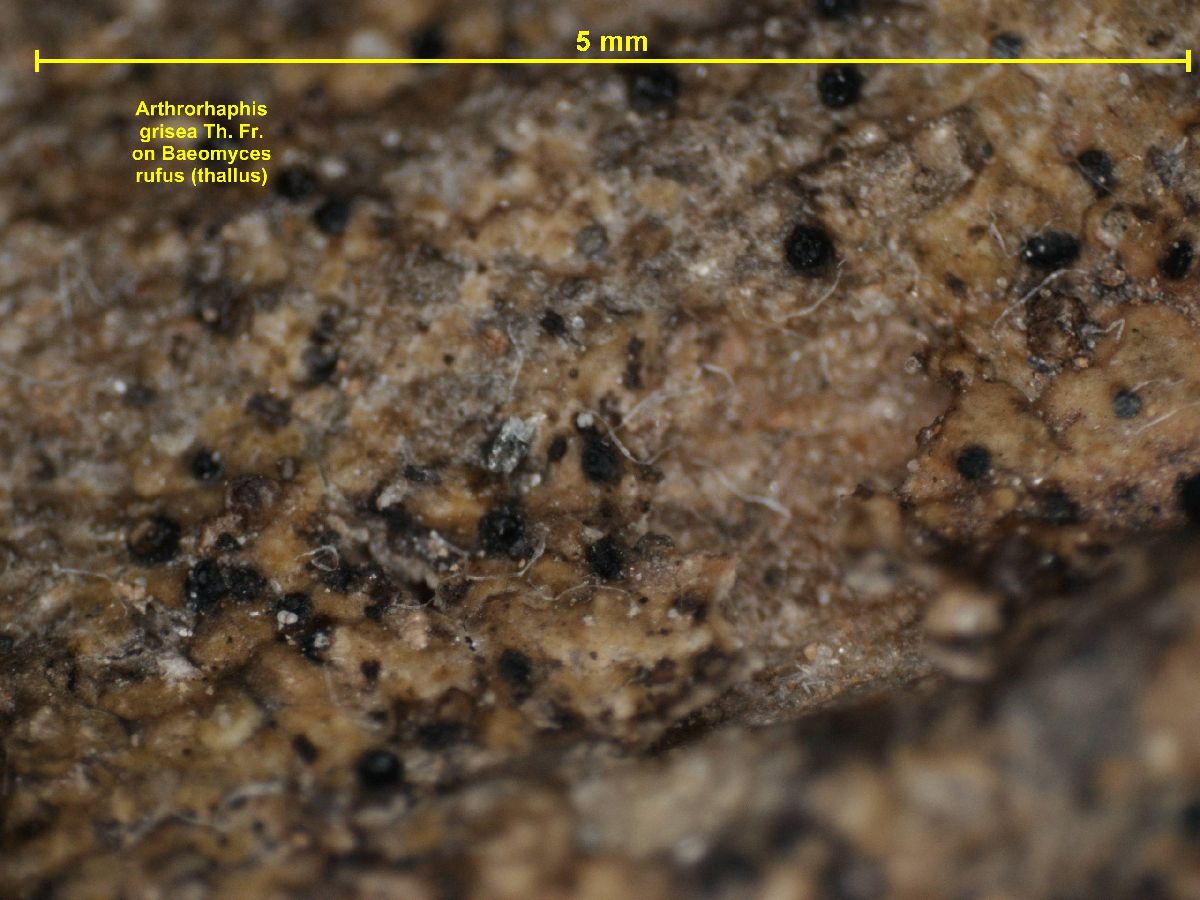 Arthrorhaphis grisea image
