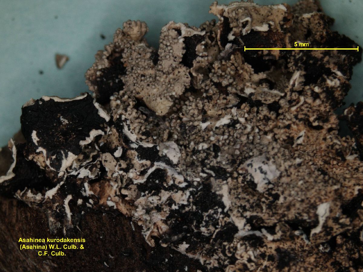 Asahinea kurodakensis image