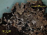 Asahinea kurodakensis image