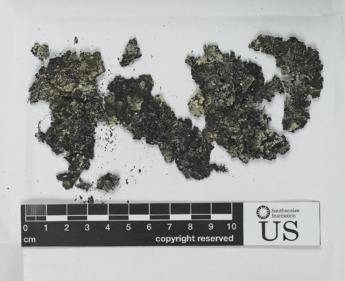 Asahinea image