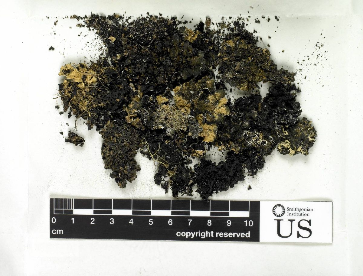 Asahinea scholanderi image