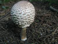 Agaricus rachodes image