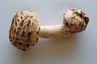 Agaricus rachodes image