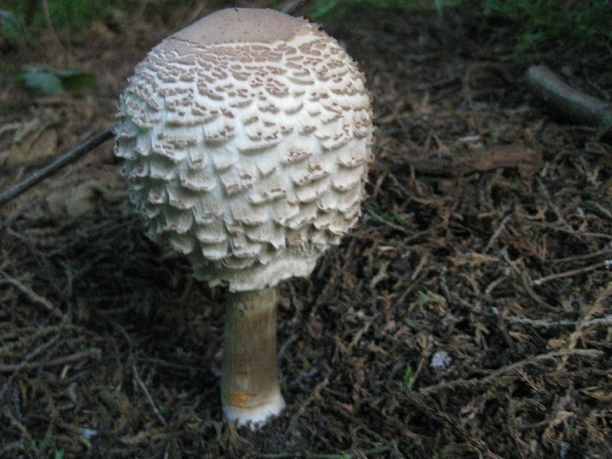 Agaricus rachodes image