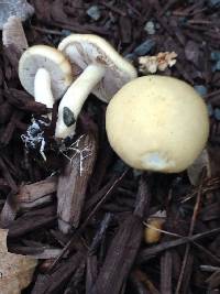 Agrocybe putaminum image