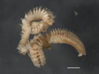 Anthostoma angustisporus image