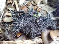 Xylaria mali image