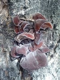 Auricularia polytricha image