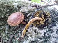 Boletus fraternus image