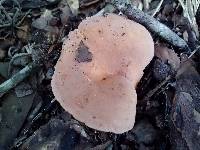 Lactarius hygrophoroides image