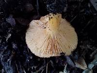 Lactarius hygrophoroides image