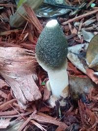 Phallus ravenelii image