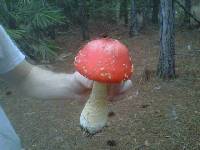 Amanita persicina image