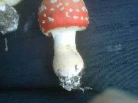 Amanita persicina image