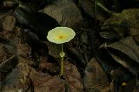 Leucocoprinus fragilissimus image