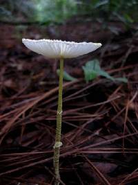 Leucocoprinus fragilissimus image