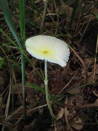 Leucocoprinus fragilissimus image