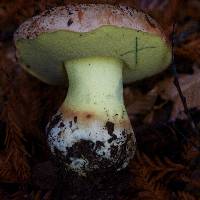 Boletus appendiculatus image